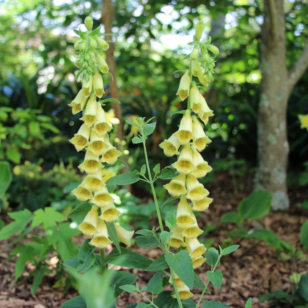 Yellow Foxglove 15 plants for $15